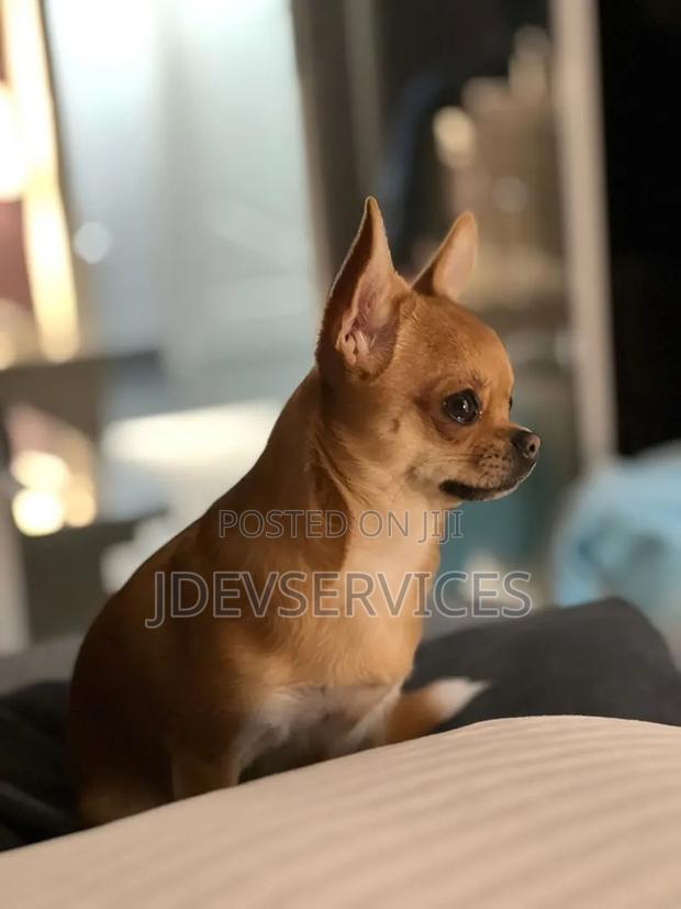 6-12 months Female Mixed Breed Chihuahua - thumbnail 5