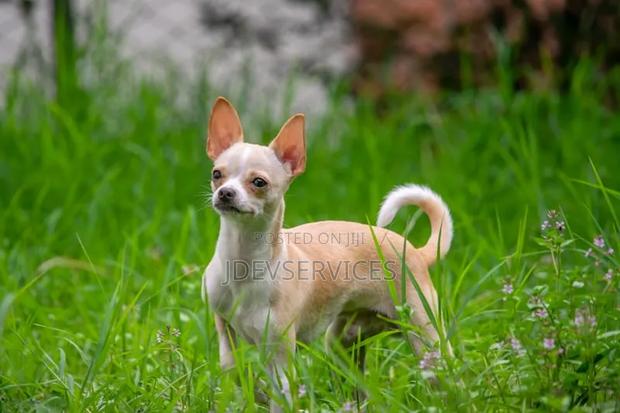 6-12 months Female Mixed Breed Chihuahua - thumbnail 6