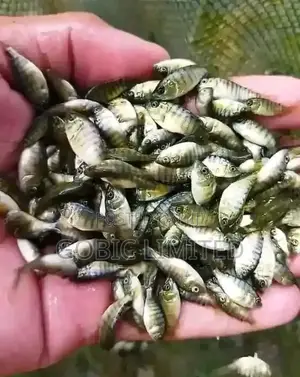 Fish Fingerlings for Agri Business Venture