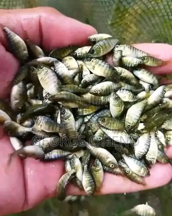 Fish Fingerlings for Agri Business Venture