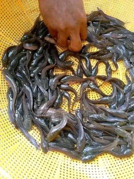 Reach Us Out for Fish Fingerlings