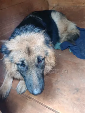 1-3 months Female Purebred German Shepherd
