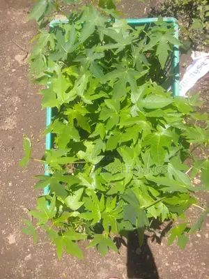 Dwarf Pawpaw Seedlings; Calina Malkia