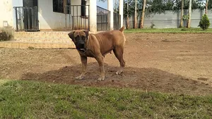 1+ year Female Purebred Boerboel