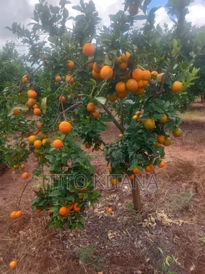 Pixie Oranges Kg