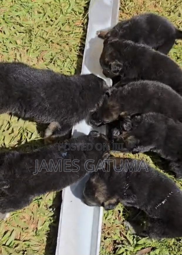 1-3 months Male Purebred German Shepherd