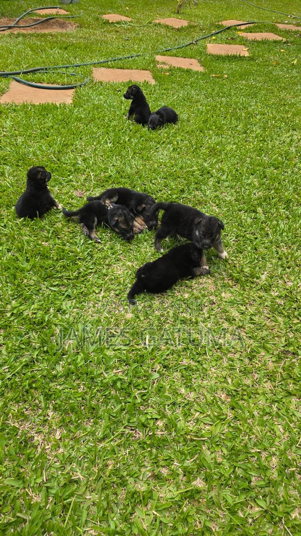 1-3 months Male Purebred German Shepherd - thumbnail 2