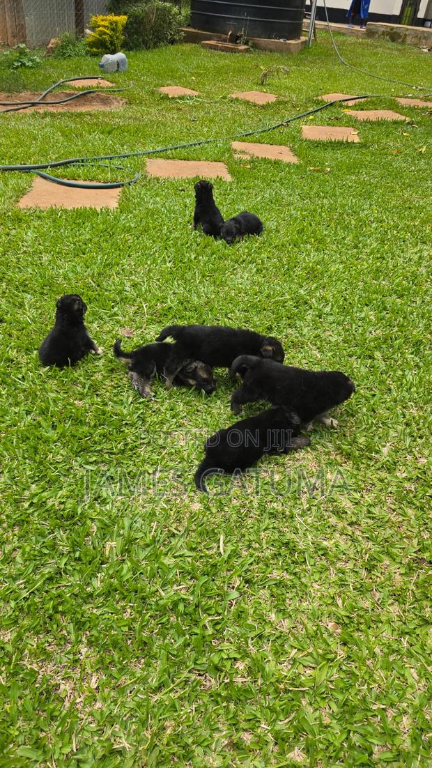 1-3 months Male Purebred German Shepherd - thumbnail 3