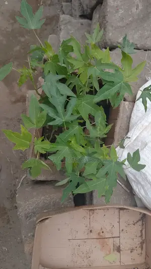 Dwarf Pawpaw Seedlings; Calina Malkia