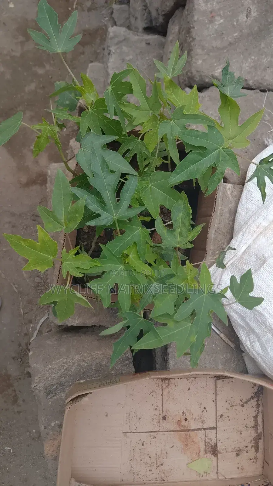 Dwarf Pawpaw Seedlings; Calina Malkia