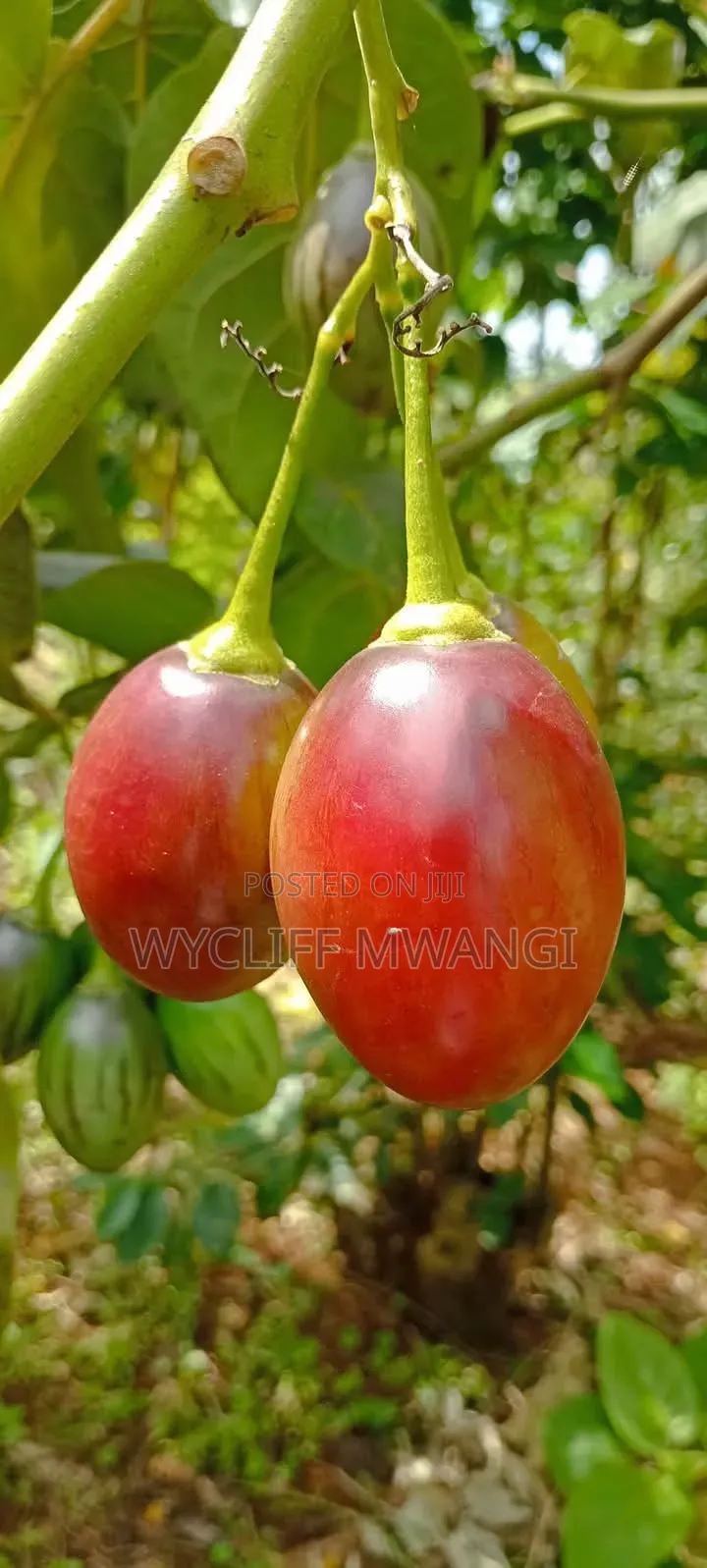 Tree Tomato/ Matunda Damu Seedlings