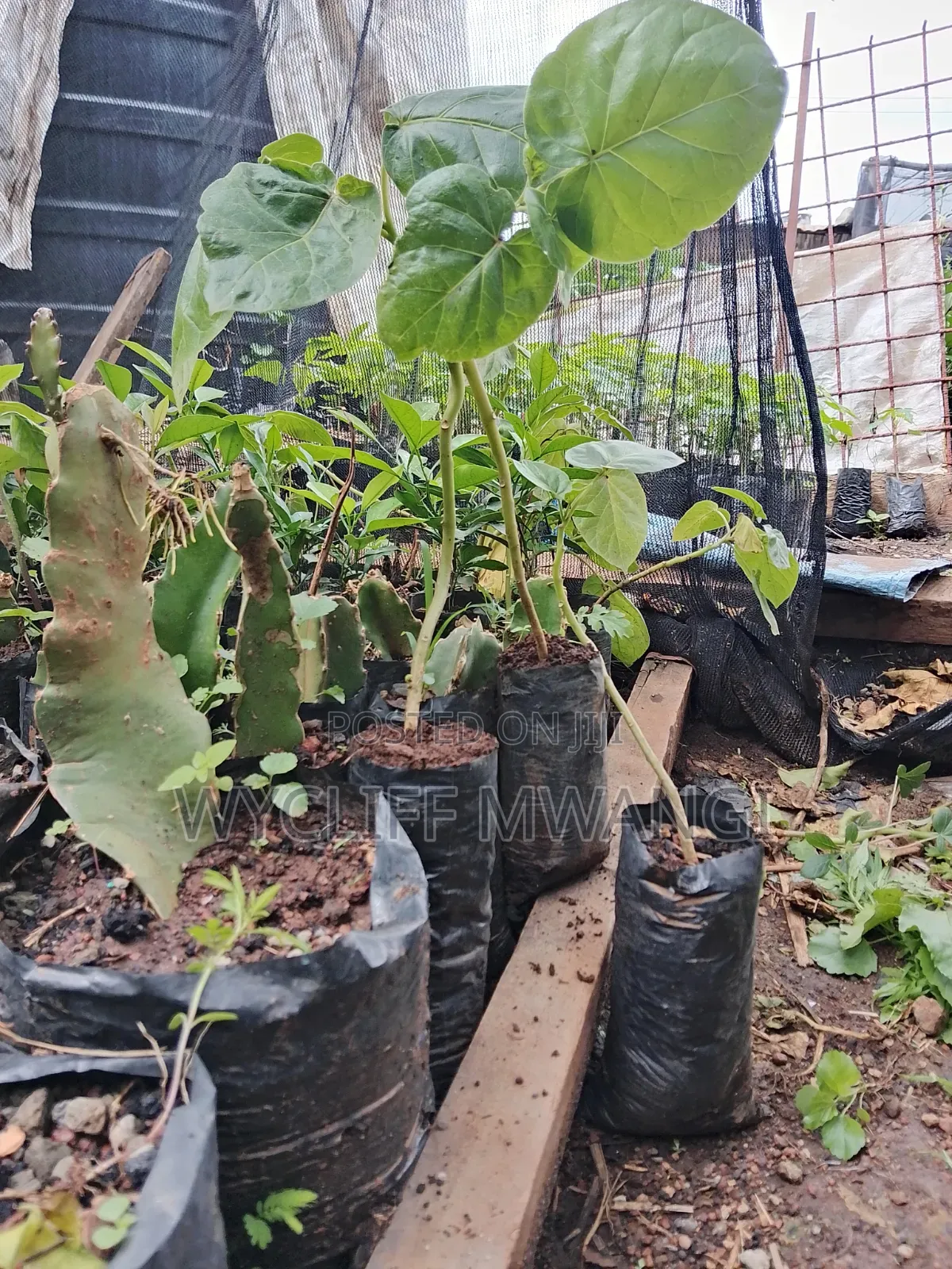 Tree Tomato/ Matunda Damu Seedlings