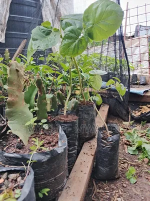 Tree Tomato/ Matunda Damu Seedlings