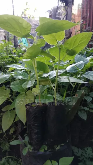 Tree Tomato/ Matunda Damu Seedlings
