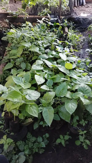 Tree Tomato/ Matunda Damu Seedlings