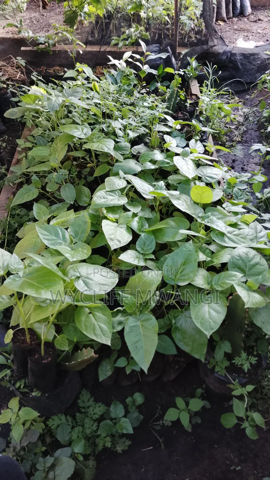 Tree Tomato/ Matunda Damu Seedlings