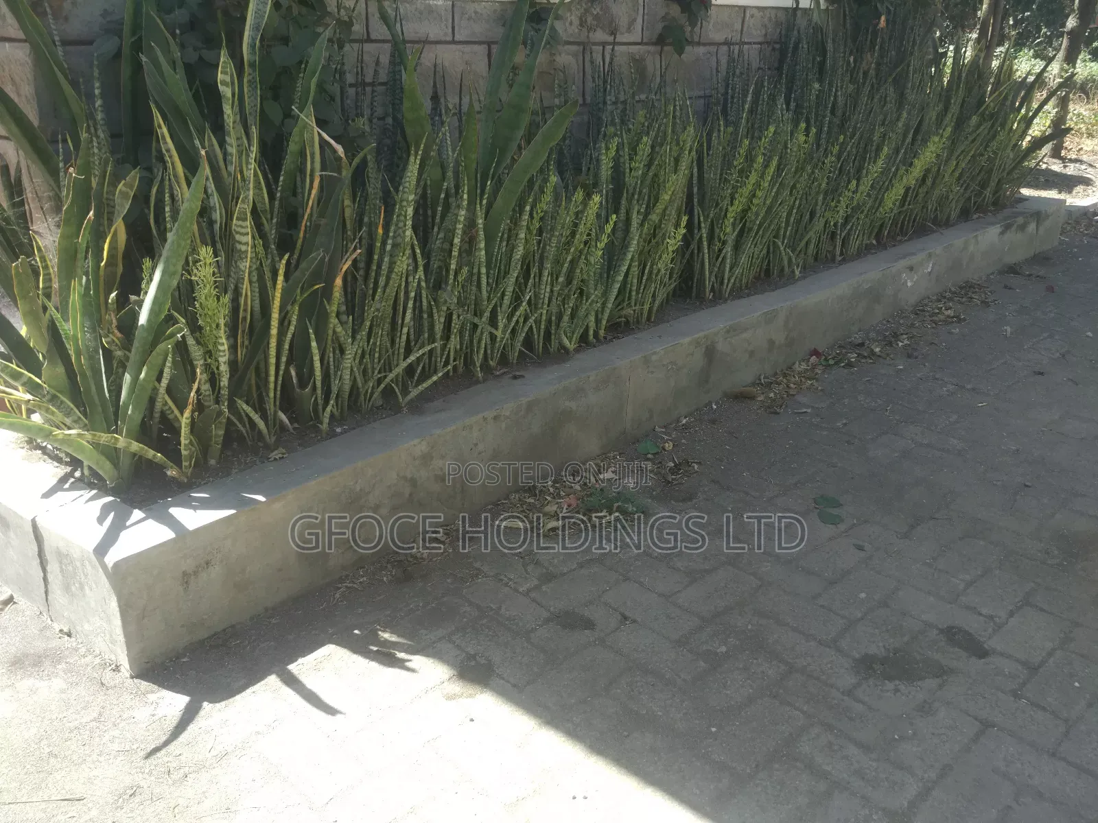 Household Decorative Plants