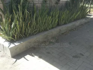 Household Decorative Plants
