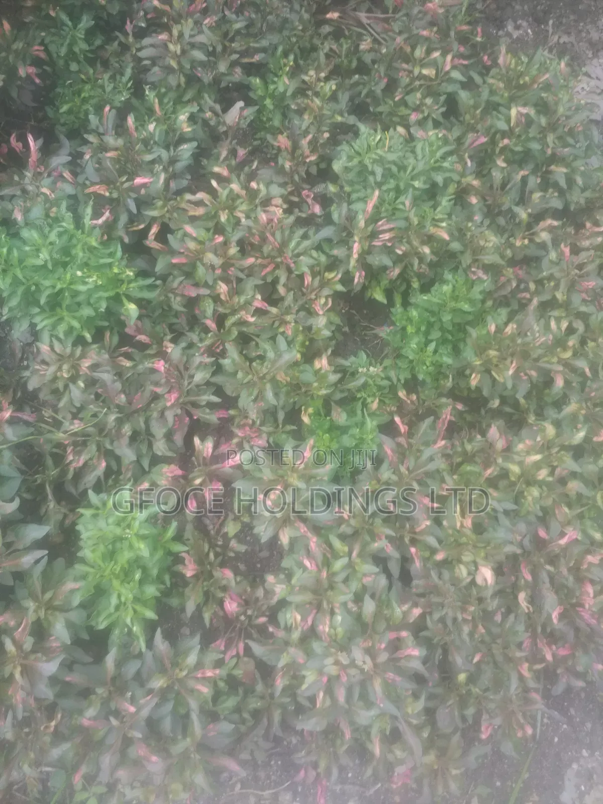 Household Decorative Plants