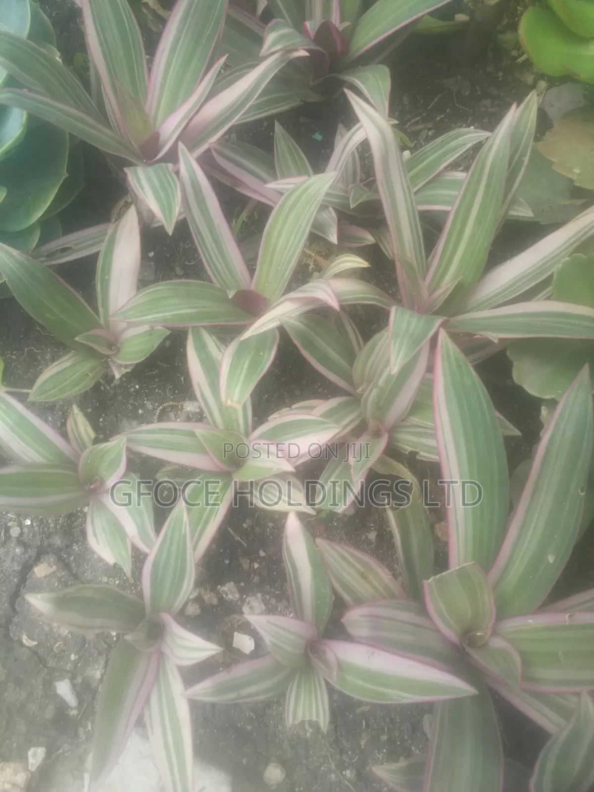 Household Decorative Plants