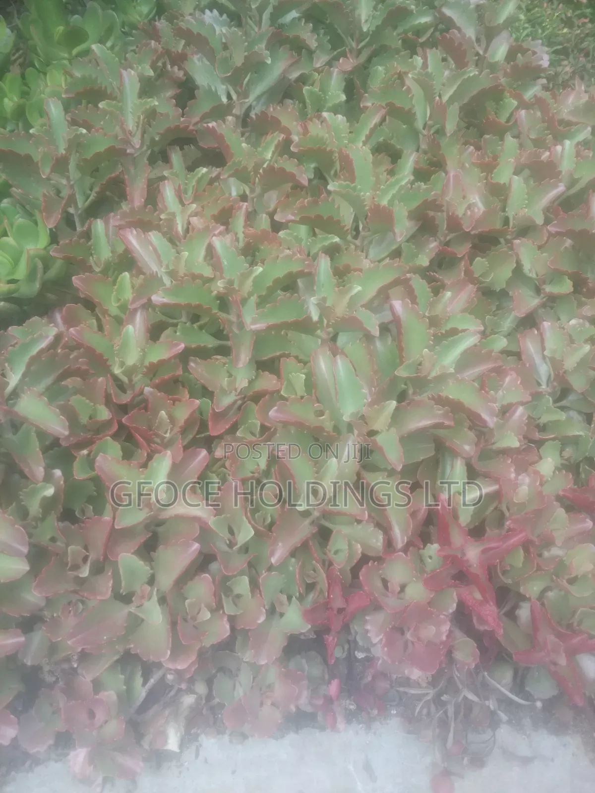 Household Decorative Plants