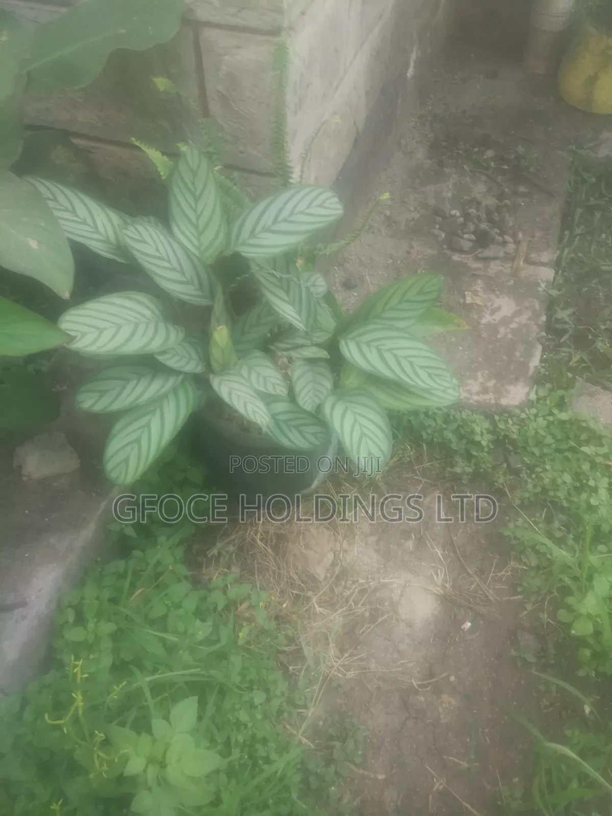 Household Decorative Plants