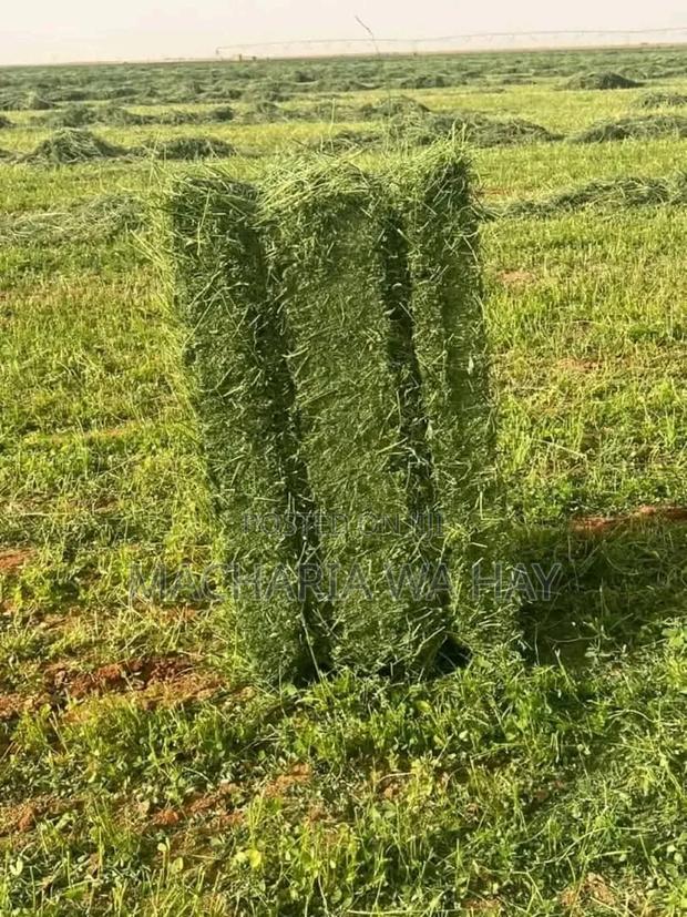 Pure Lucerne Bales