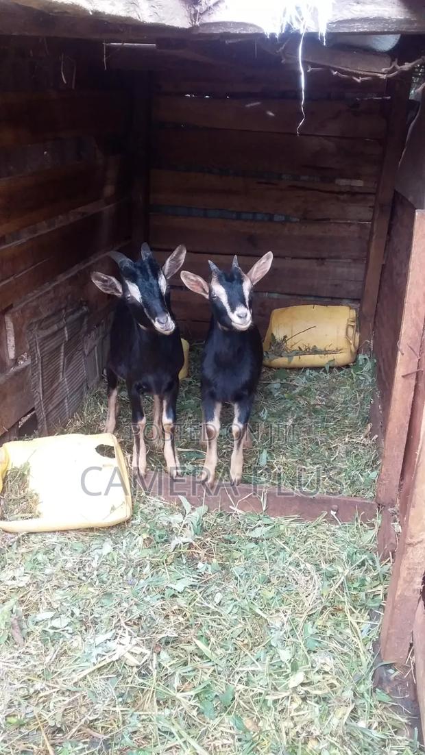 German Alpine Male and Female Goat Twins