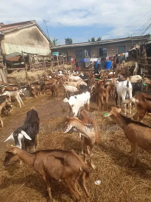 Dairy Goats From 