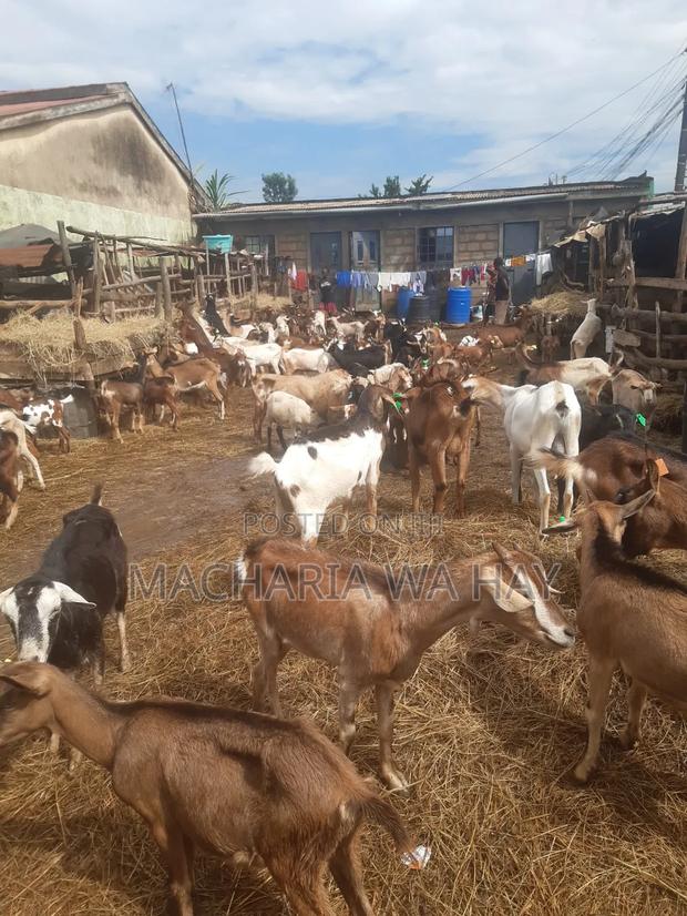 Dairy Goats From  - thumbnail 3