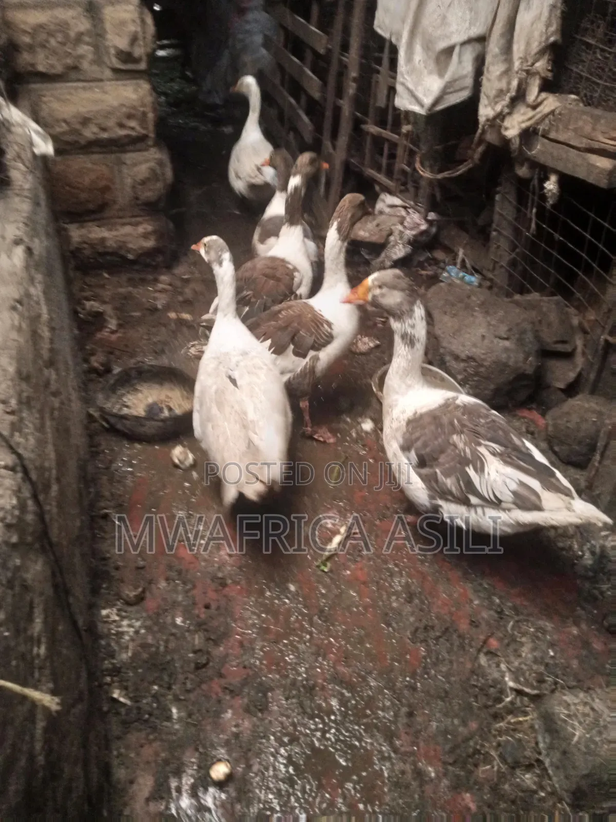 Mature Geese