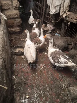 Mature Geese