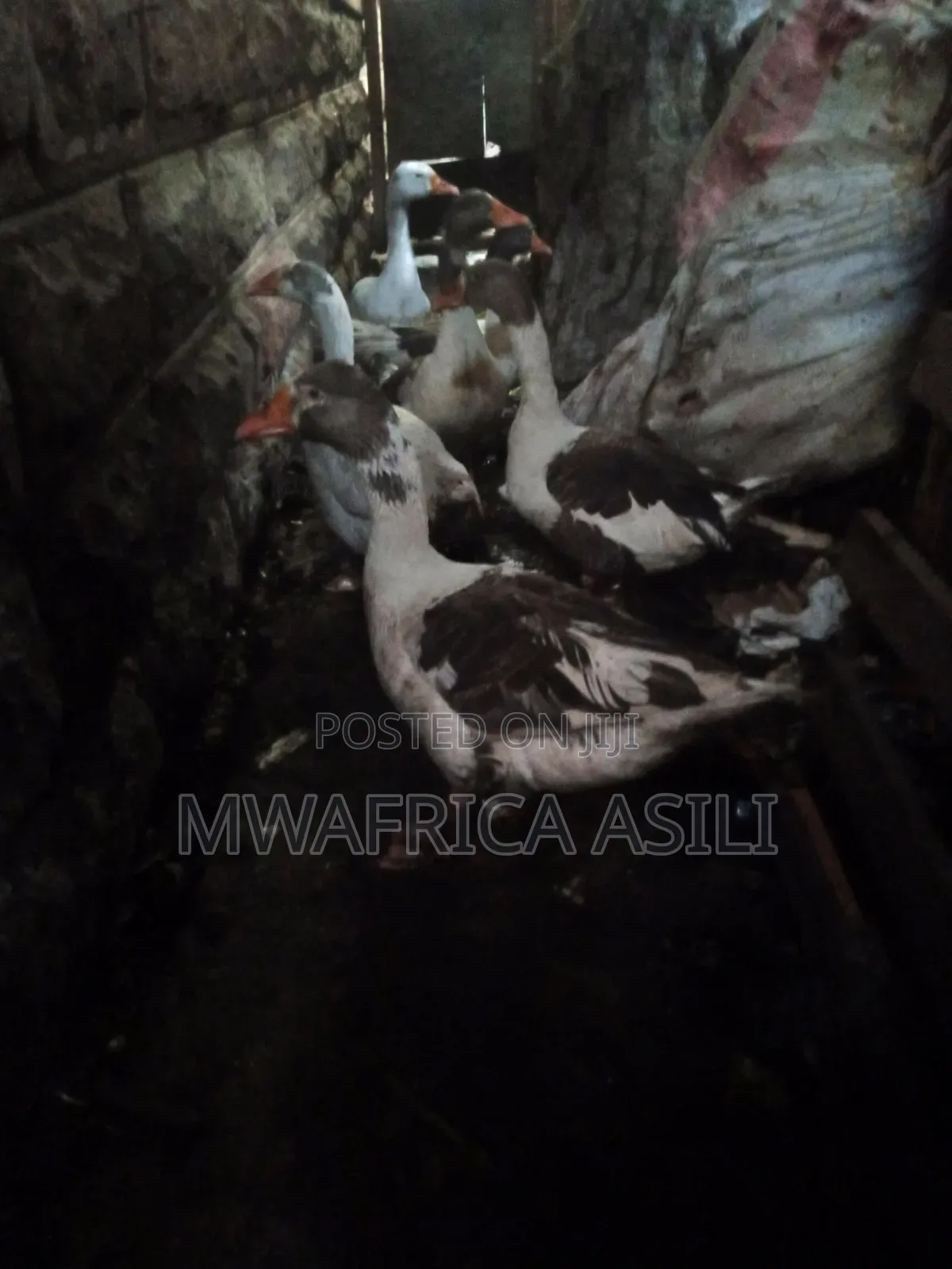 Mature Geese