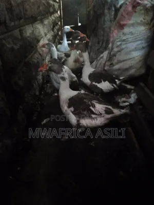 Mature Geese