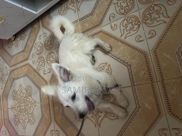 6-12 months Female Purebred Chow Chow - thumbnail 3