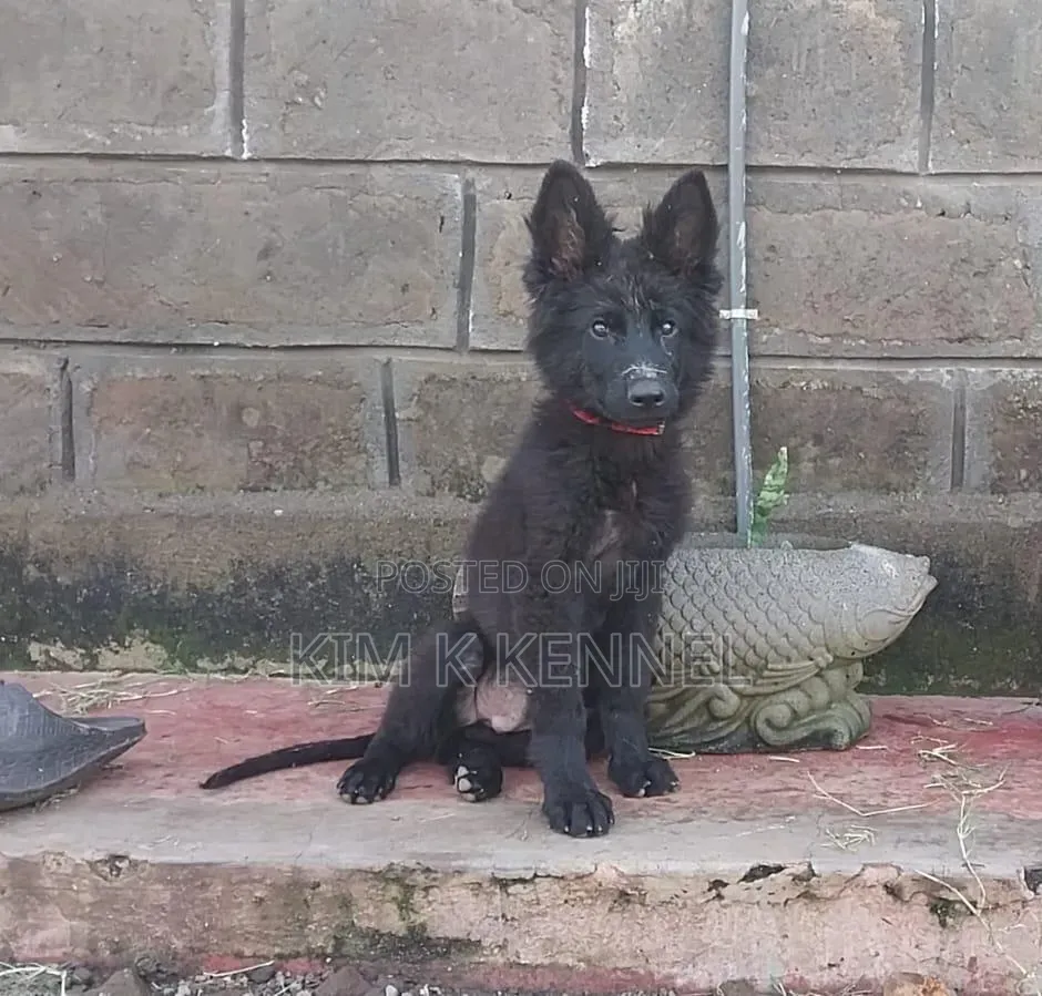 1-3 months Male Purebred German Shepherd