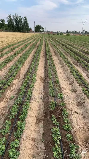 Potatoes Irrigation Method