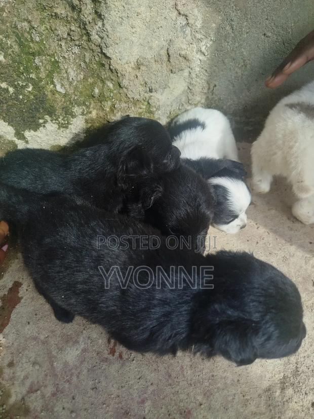 1-3 months Female Mixed Breed Japanese Spitz - thumbnail 2