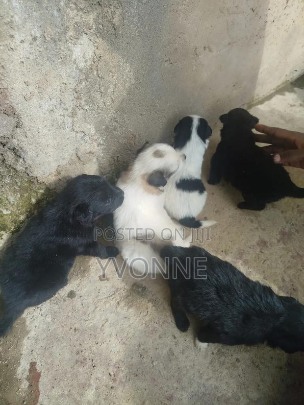 1-3 months Female Mixed Breed Japanese Spitz - thumbnail 4