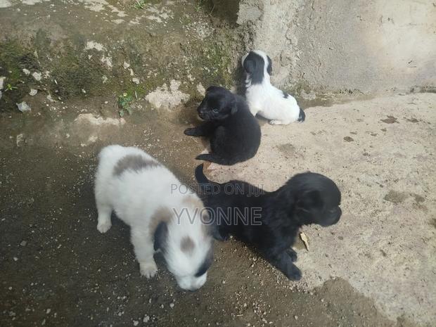 1-3 months Female Mixed Breed Japanese Spitz - thumbnail 6