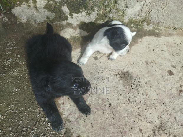 1-3 months Female Mixed Breed Japanese Spitz - thumbnail 7