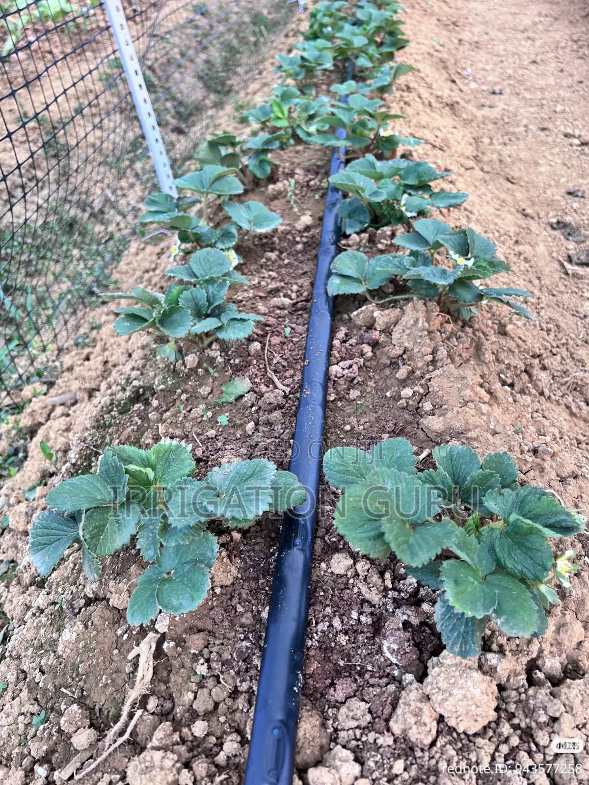 Straw Berry Watering Method