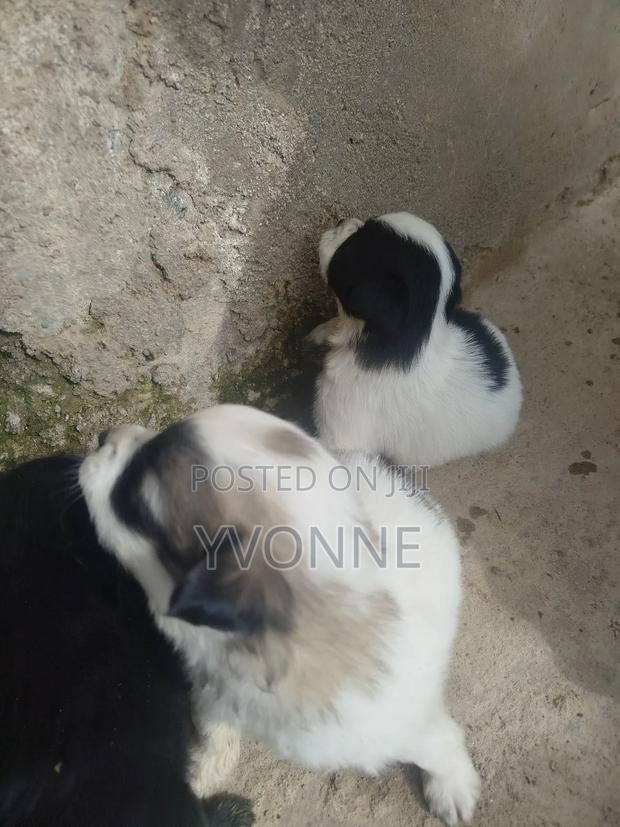 1-3 months Female Mixed Breed Japanese Spitz - thumbnail 9