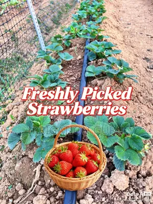 Freshly Strawberry Watered With Drip