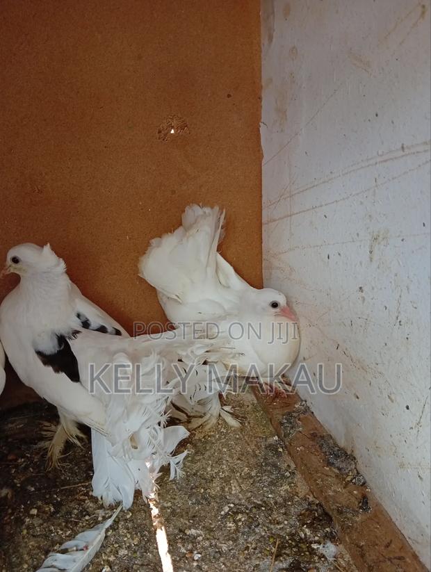 White Fantail Pair and Squab on Offer - thumbnail 2
