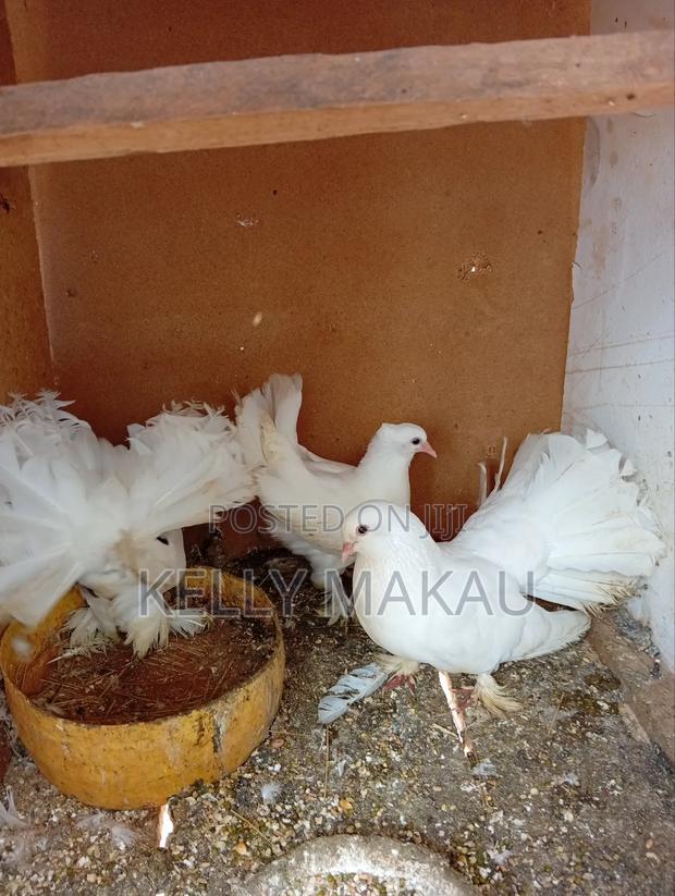 White Fantail Pair and Squab on Offer - thumbnail 3