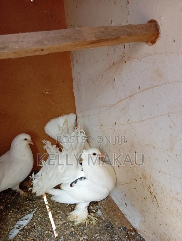 White Fantail Pair and Squab on Offer - thumbnail 4