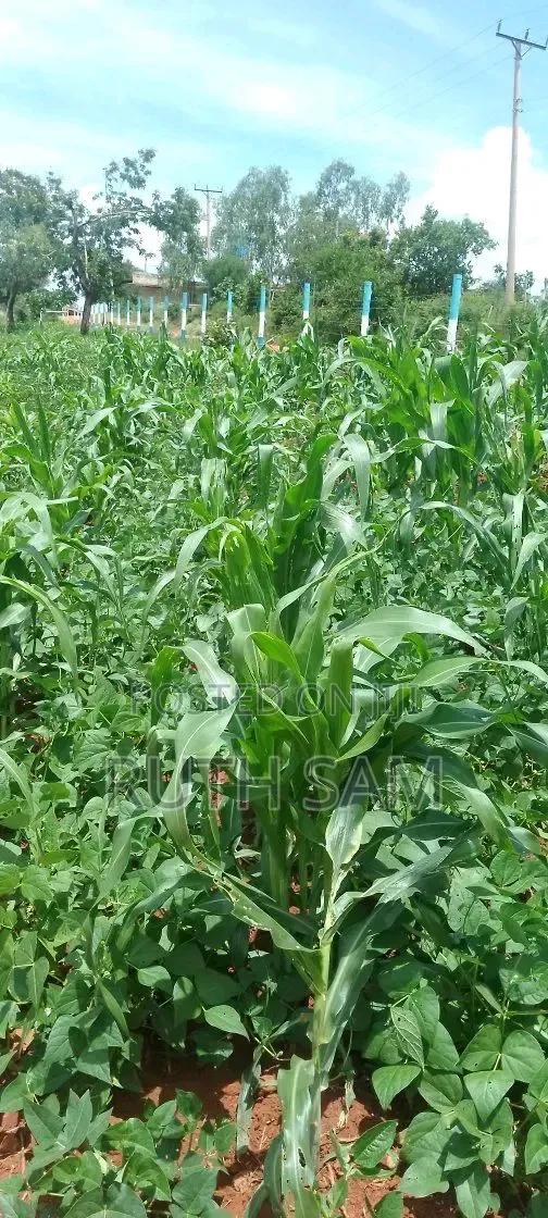 Plots in Makutano Mwea