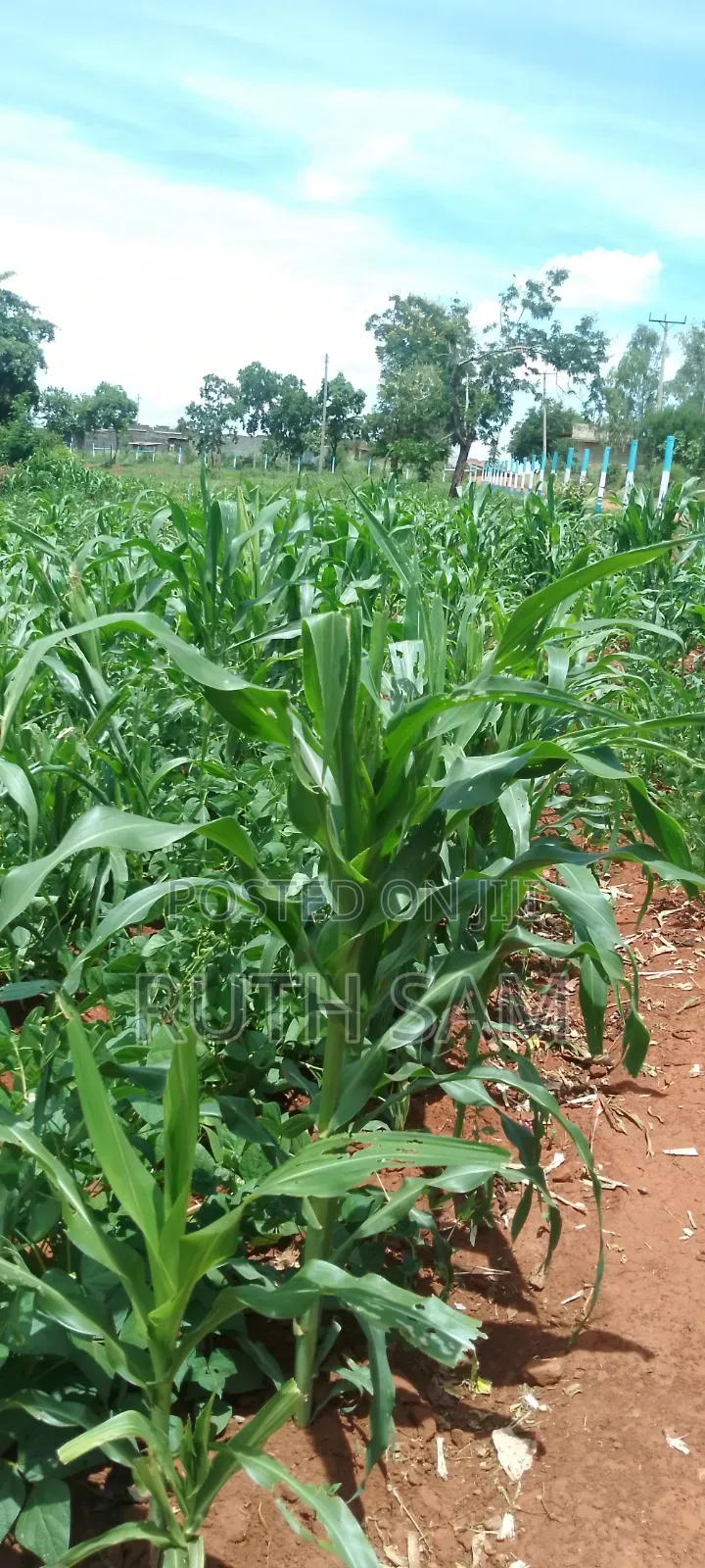 Plots in Makutano Mwea