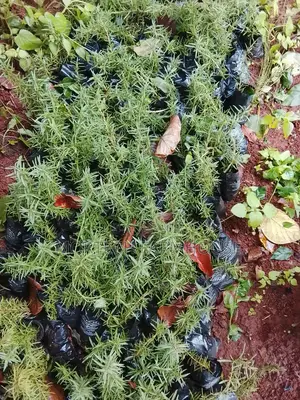 Rosemary Seedlings